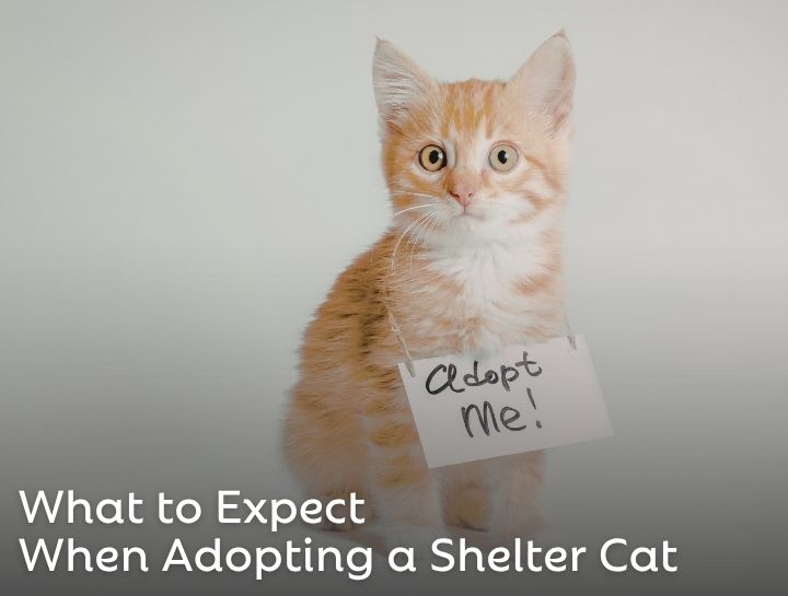 What to Expect When Adopting a Shelter Cat