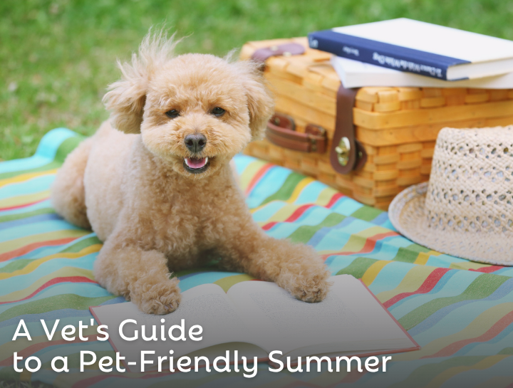 A Vet's Guide to a Pet-Friendly Summer